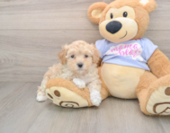9 week old Maltipoo Puppy For Sale - Pilesgrove Pups