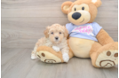 Maltipoo Puppy for Adoption
