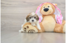 Small Maltipoo Baby
