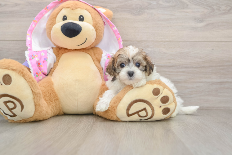 Maltipoo Puppy for Adoption