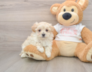 8 week old Maltipoo Puppy For Sale - Pilesgrove Pups