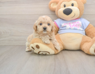 7 week old Maltipoo Puppy For Sale - Pilesgrove Pups
