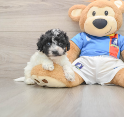 6 week old Maltipoo Puppy For Sale - Pilesgrove Pups