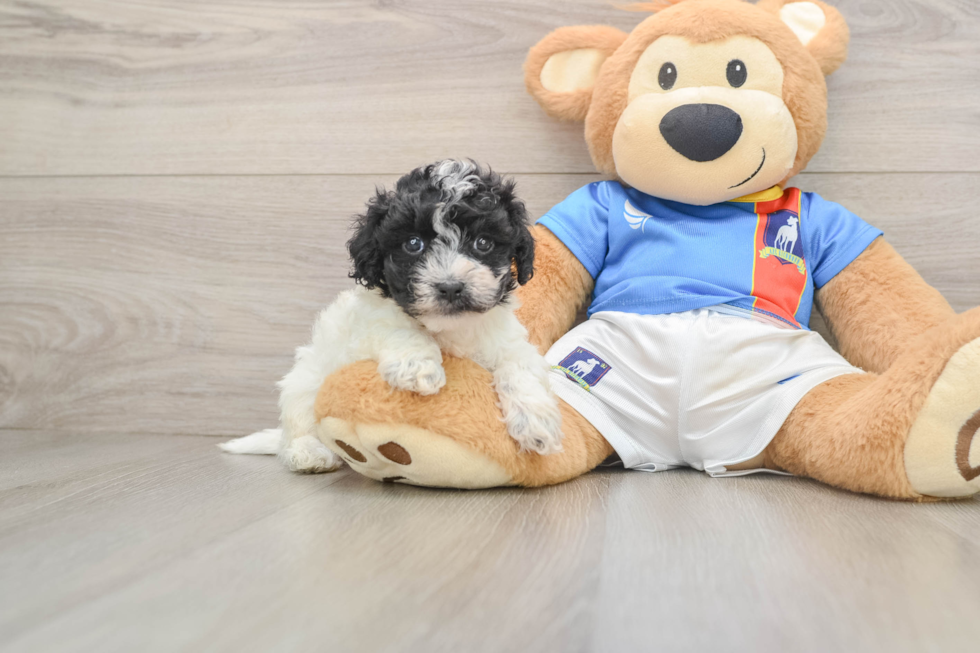 Adorable Malt Oodle Poodle Mix Puppy