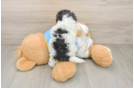 Cute Maltipoo Baby