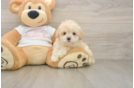 Popular Maltipoo Poodle Mix Pup