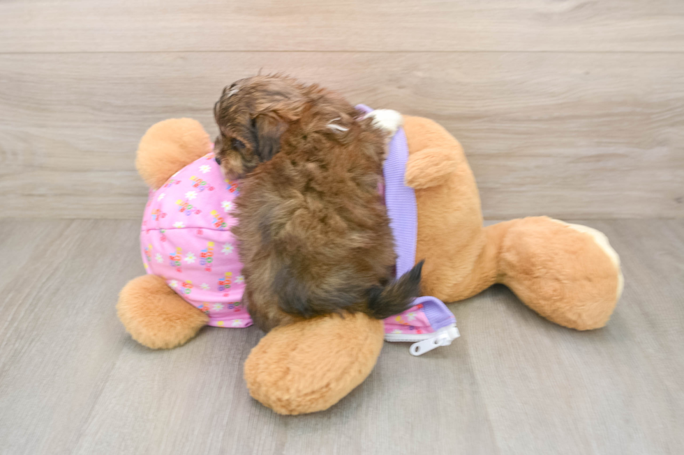 Sweet Maltipoo Baby