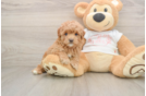 Best Maltipoo Baby