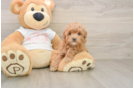 Maltipoo Puppy for Adoption
