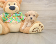 8 week old Maltipoo Puppy For Sale - Pilesgrove Pups