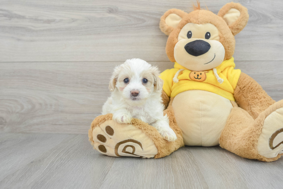 Maltipoo Pup Being Cute