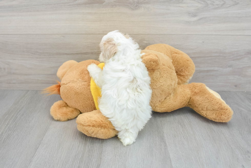 Energetic Maltepoo Poodle Mix Puppy