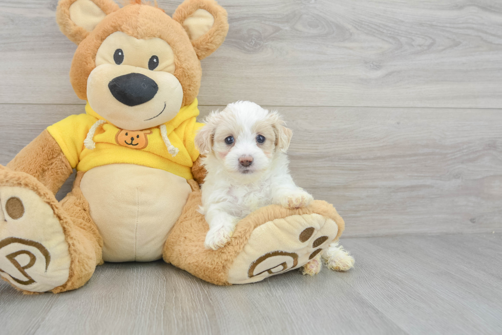 Best Maltipoo Baby