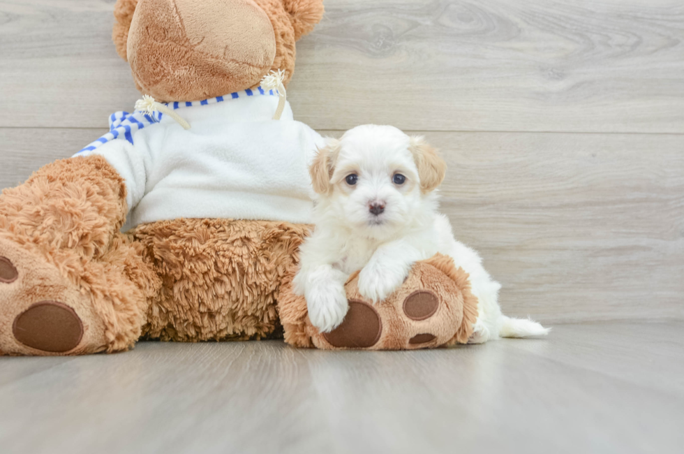 6 week old Maltipoo Puppy For Sale - Pilesgrove Pups