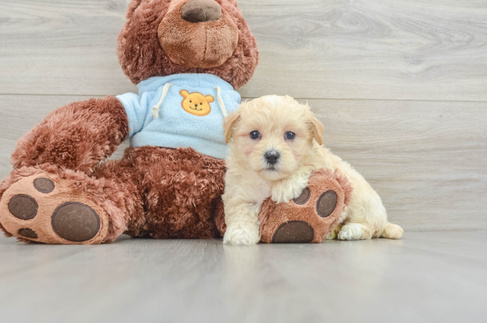 7 week old Maltipoo Puppy For Sale - Pilesgrove Pups