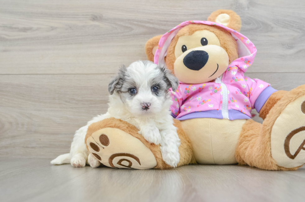 6 week old Maltipoo Puppy For Sale - Pilesgrove Pups