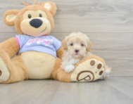 8 week old Maltipoo Puppy For Sale - Pilesgrove Pups