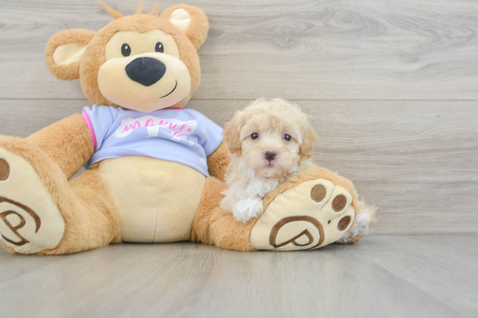 Maltipoo Pup Being Cute