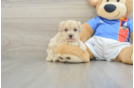 Maltipoo Pup Being Cute