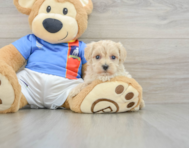 8 week old Maltipoo Puppy For Sale - Pilesgrove Pups