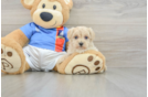 Maltipoo Puppy for Adoption