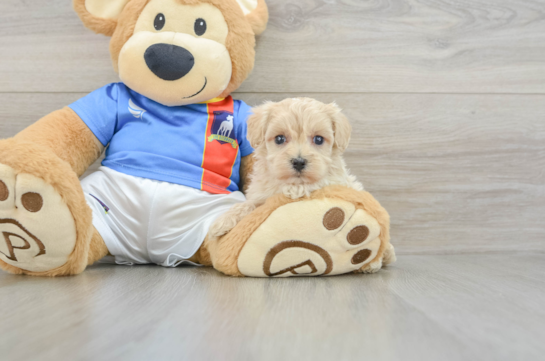Maltipoo Puppy for Adoption