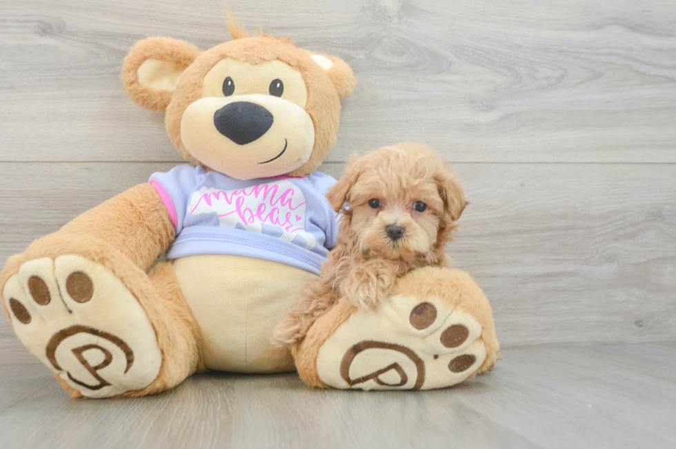 6 week old Maltipoo Puppy For Sale - Pilesgrove Pups