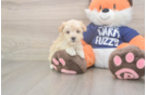 Best Maltipoo Baby
