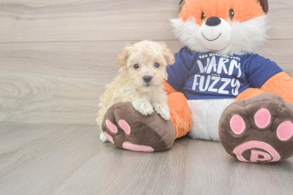 Best Maltipoo Baby