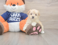 8 week old Maltipoo Puppy For Sale - Pilesgrove Pups