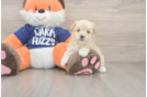 Playful Moodle Poodle Mix Puppy