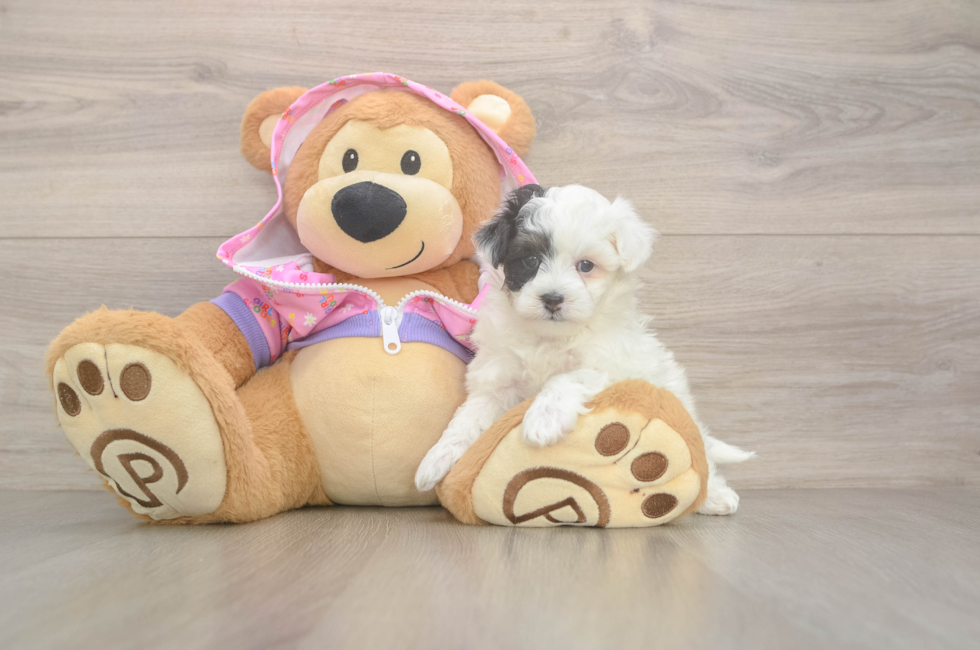 5 week old Maltipoo Puppy For Sale - Pilesgrove Pups