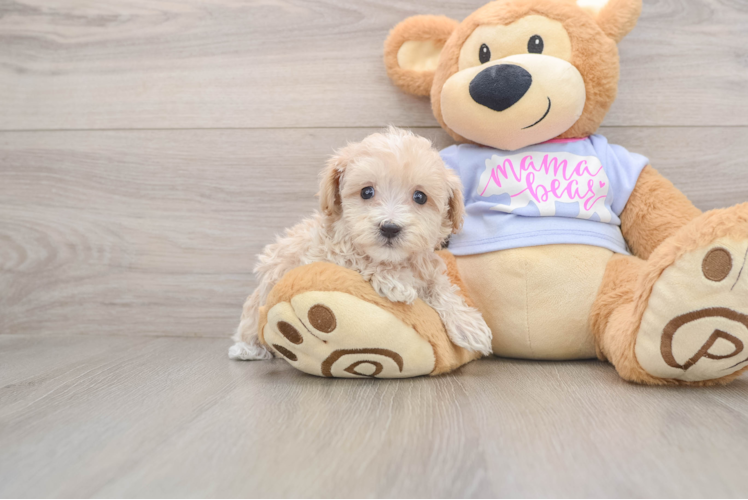 Maltipoo Pup Being Cute