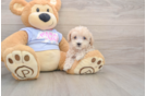 Smart Maltipoo Poodle Mix Pup