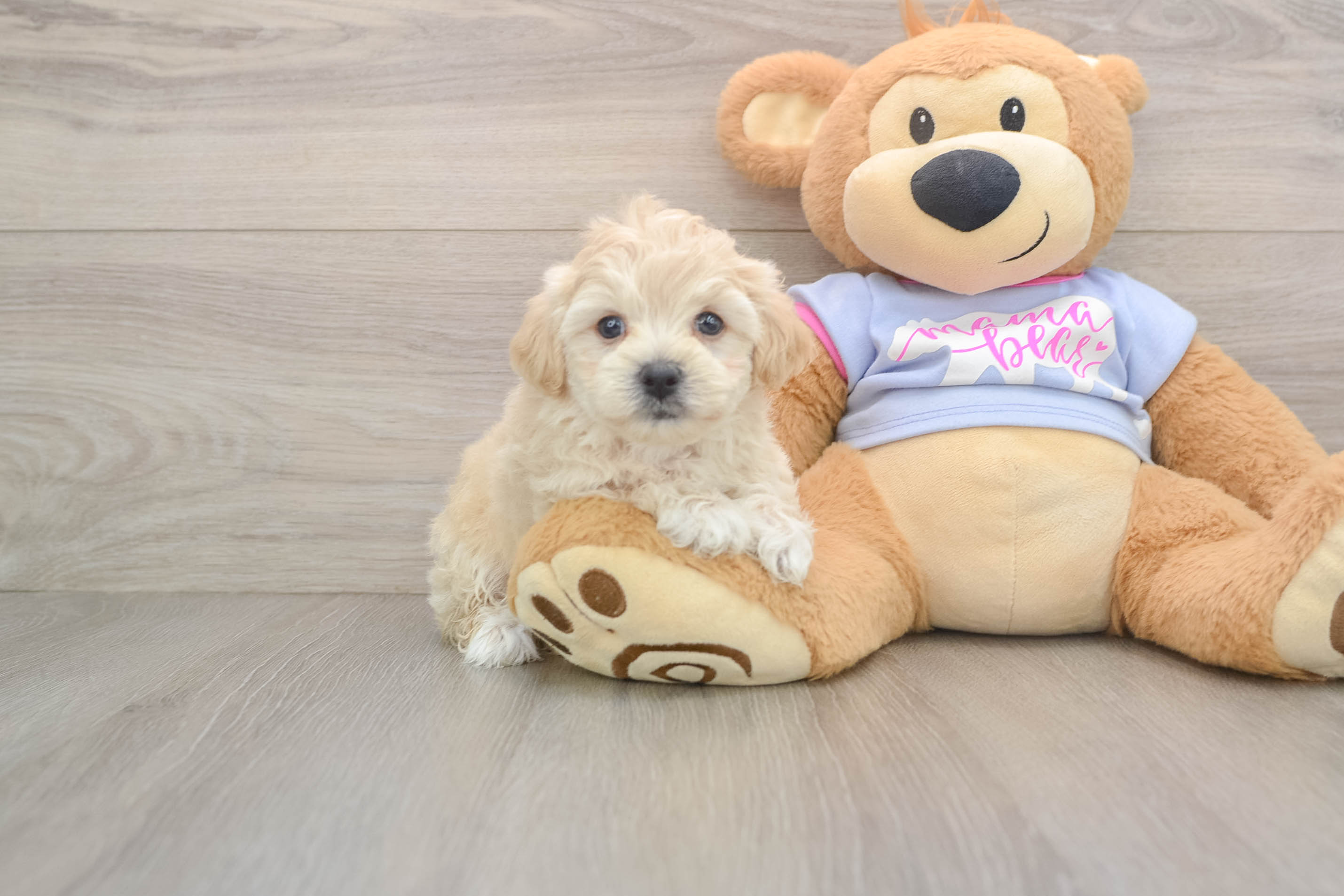Fluffy Maltipoo Poodle Mix Pup