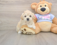 7 week old Maltipoo Puppy For Sale - Pilesgrove Pups