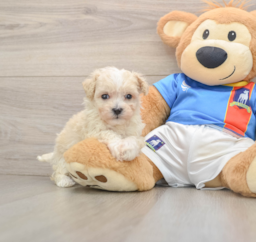 6 week old Maltipoo Puppy For Sale - Pilesgrove Pups