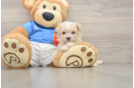 Popular Maltipoo Poodle Mix Pup