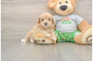 Happy Maltipoo Baby