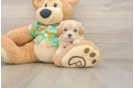 Funny Maltipoo Poodle Mix Pup
