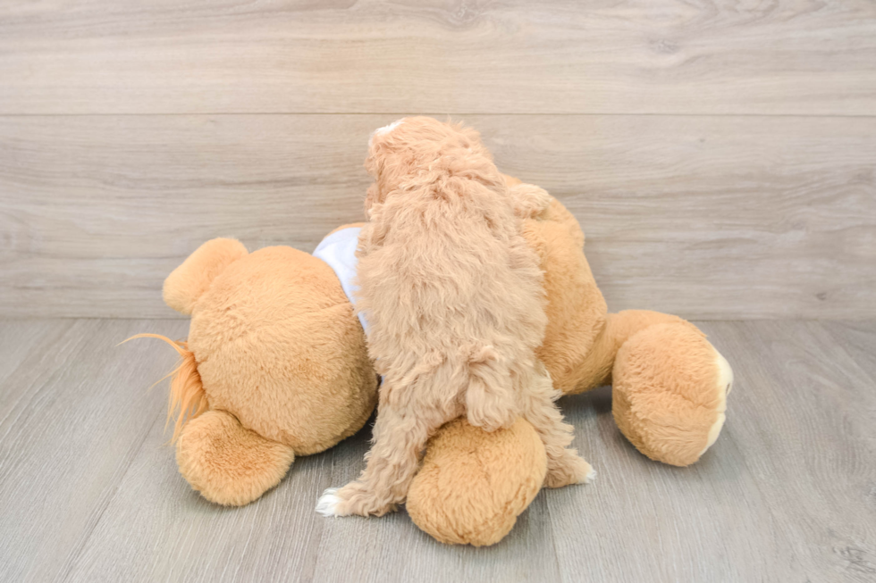 Best Maltipoo Baby