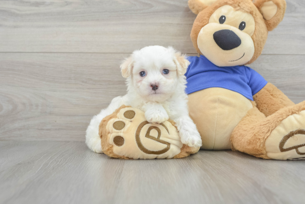 Sweet Maltipoo Baby