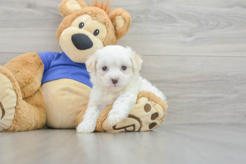 Maltipoo Puppy for Adoption