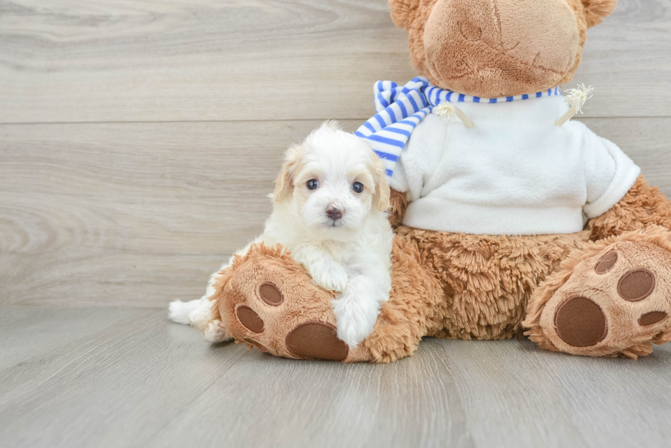 Best Maltipoo Baby