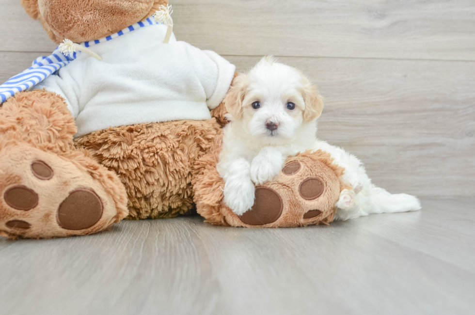 6 week old Maltipoo Puppy For Sale - Pilesgrove Pups