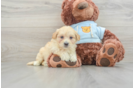 Maltipoo Puppy for Adoption