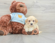 8 week old Maltipoo Puppy For Sale - Pilesgrove Pups