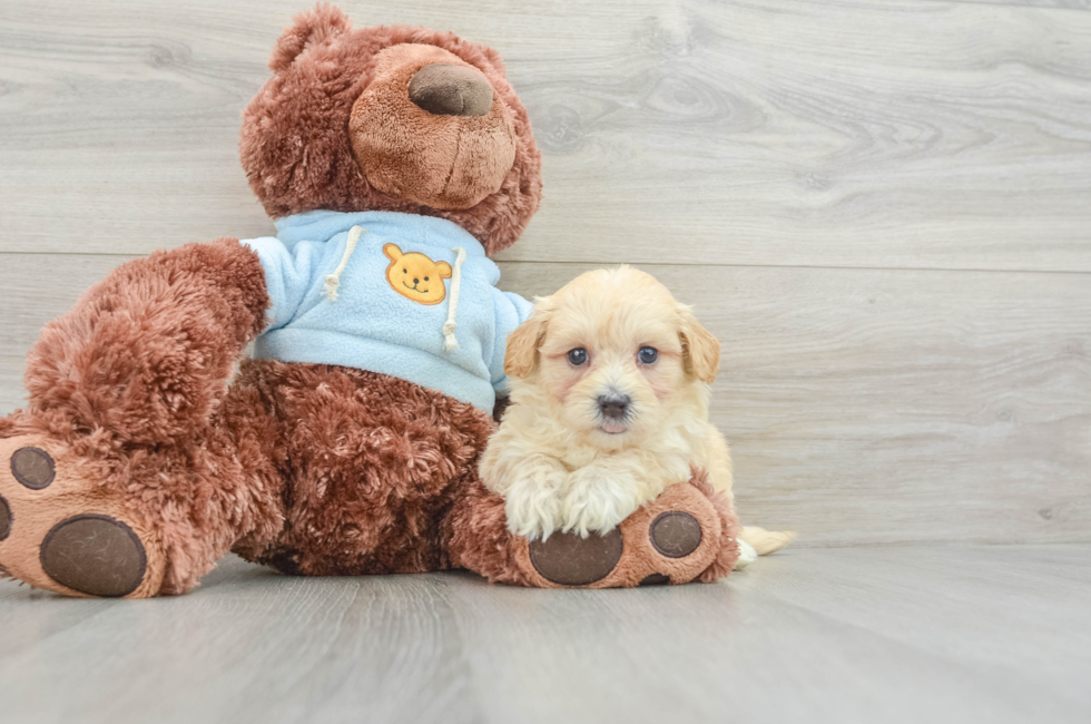 8 week old Maltipoo Puppy For Sale - Pilesgrove Pups