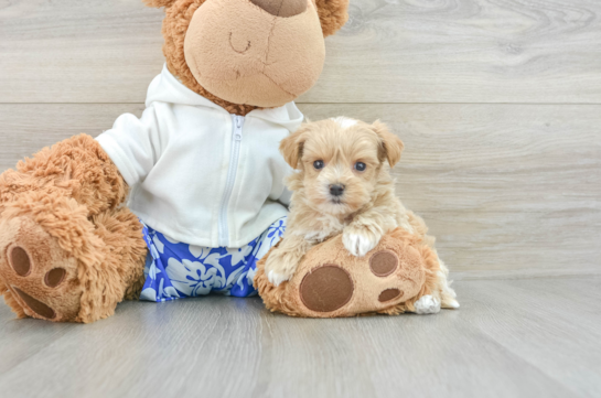 Maltipoo Puppy for Adoption