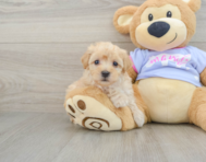 8 week old Maltipoo Puppy For Sale - Pilesgrove Pups